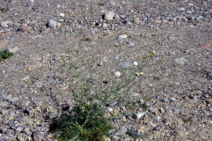 Fleshcolor Pincushion has basal leaves that wither as the plant matures as shown in the photo. This species is found mostly in the southwestern United States in AZ, CA, NV, OR. Chaenactis xantiana